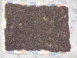 ripe coffee beans