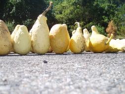 Beautiful and colorful pumpkins in sunlight, near the plants, in the fall