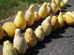 Yellow Ornamental Gourds