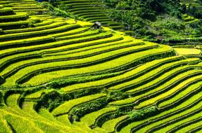 Rice Terraces Fields Terraced