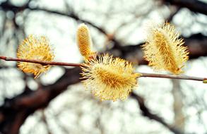 Close-up of the beautiful, yellow and orange willow flowers on the branch, in the spring