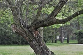 old Tree in park at spring, Detail