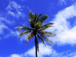 Beautiful and colorful palm tree, under the blue sky with white clouds