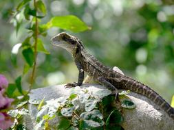 slim grey Lizard on stone at blur background