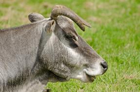 Zebu Brazil Cow animal