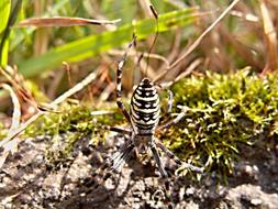 Spider Crusader Striped close-up in blurred background