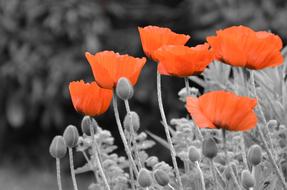 Field red Fog fowers