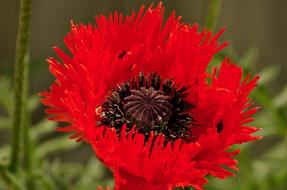 extraordinarily beautiful red poppy Flower