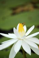 unusually beautiful Lotus Flower White