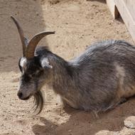 Beautiful, colorful and cute goat laying on the sand