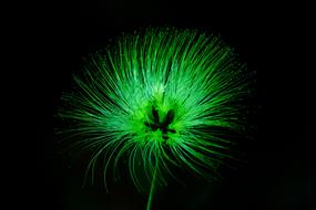 fabulous green flower
