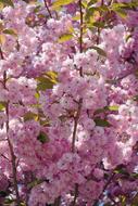 unusually beautiful Flowers garden