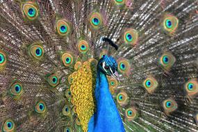 Beautiful, colorful and cute peacock bird with open feathers