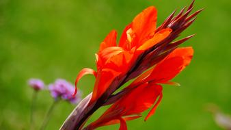 Red Flower Summer