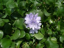 fabulous Water Lily Flower