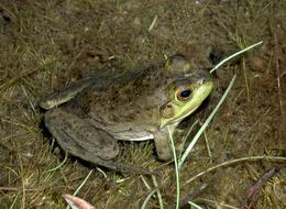 Close-up of the cute, colorful and beautiful frog near the grass