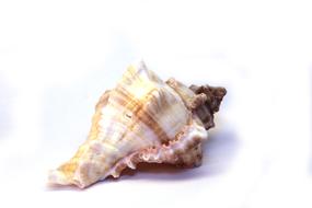 Spiral Shell of sea Snail