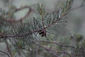 closeup photo of Pine Cone