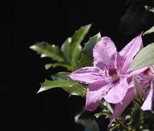 pink Clematis Flower