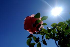 Close-up of the beautiful, pink rose flower with green leaves, under the blue sky with sunlight