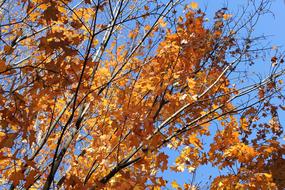 Autumn Leaves close-up against a clear blue sky