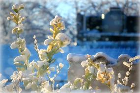 Iced Snowy branches at Winter