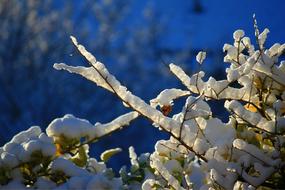 Beautiful plants in snow and ice, in sunlight, in the winter