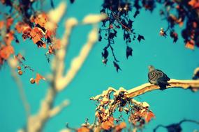 bird on the tree in winter