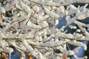 Close-up of the beautiful plant with shiny snow on the branches, in sunlight, in the winter