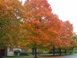 Ozark Fall Colorful Trees October