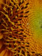 extraordinarily beautiful Sunflower Summer
