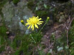 yellow flower on the rock in spring