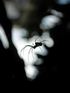 Spider Arachnid