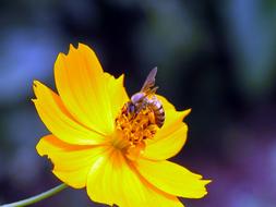 goodly Bee Yellow flower