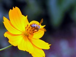 Bee on an open yellow flower close-up on blurred background