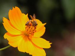 Flower and Bee