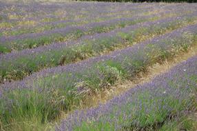 Beautiful, blossoming lavender plants on the field in Provence, France