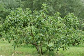 Fig Tree in Provence