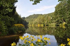 yellow flowers on the banks of the ilz river in Germany