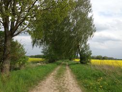 Oilseed rape Lane and Birch Trees