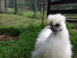 Seidenhuhn Bantam Hahn bird