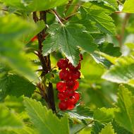 Redcurrant Ribes Rubrum Garden