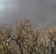 Trees Dry leaves at Purple Sky Cloudy