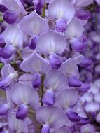 incredibly beautiful Purple Acacia Flower