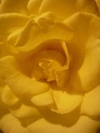 incredibly beautiful Flower Petals Yellow