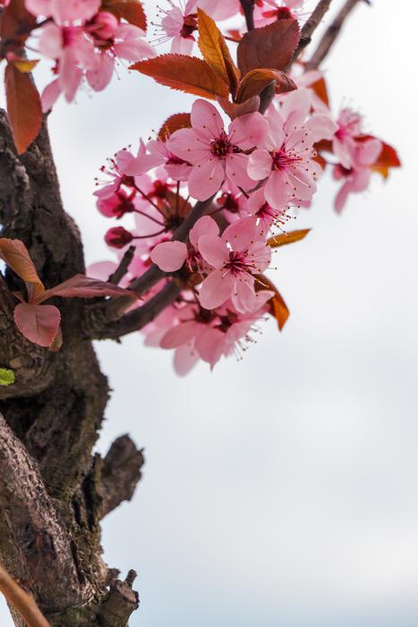 impressively beautiful Mandulavirág Almond Flowers