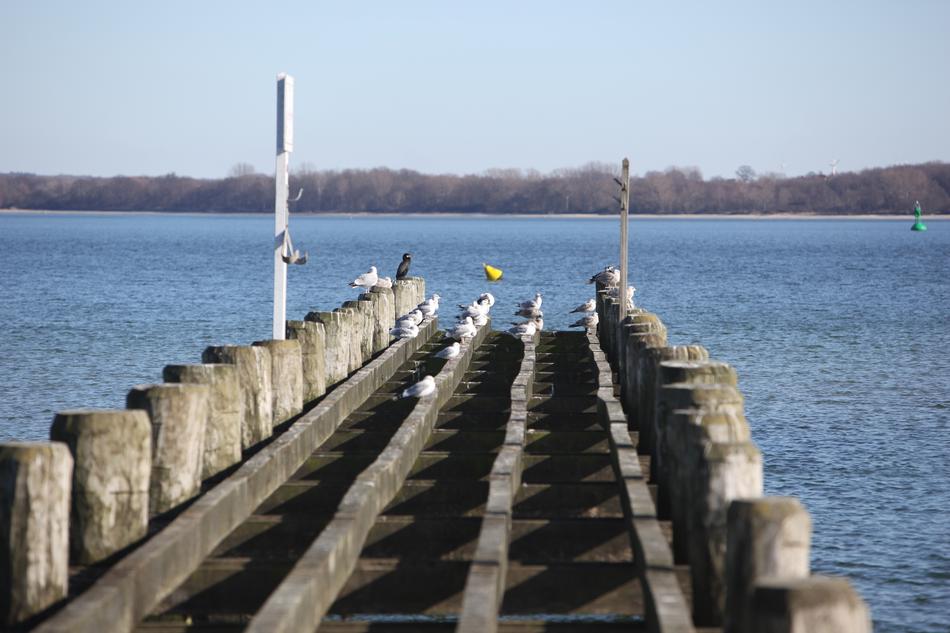 flock of birds sit on weathered wooden pier at Lake