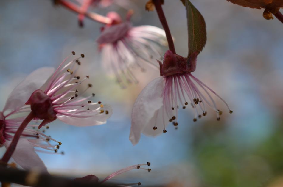 absolutely beautiful Japanese Cherry Blossom