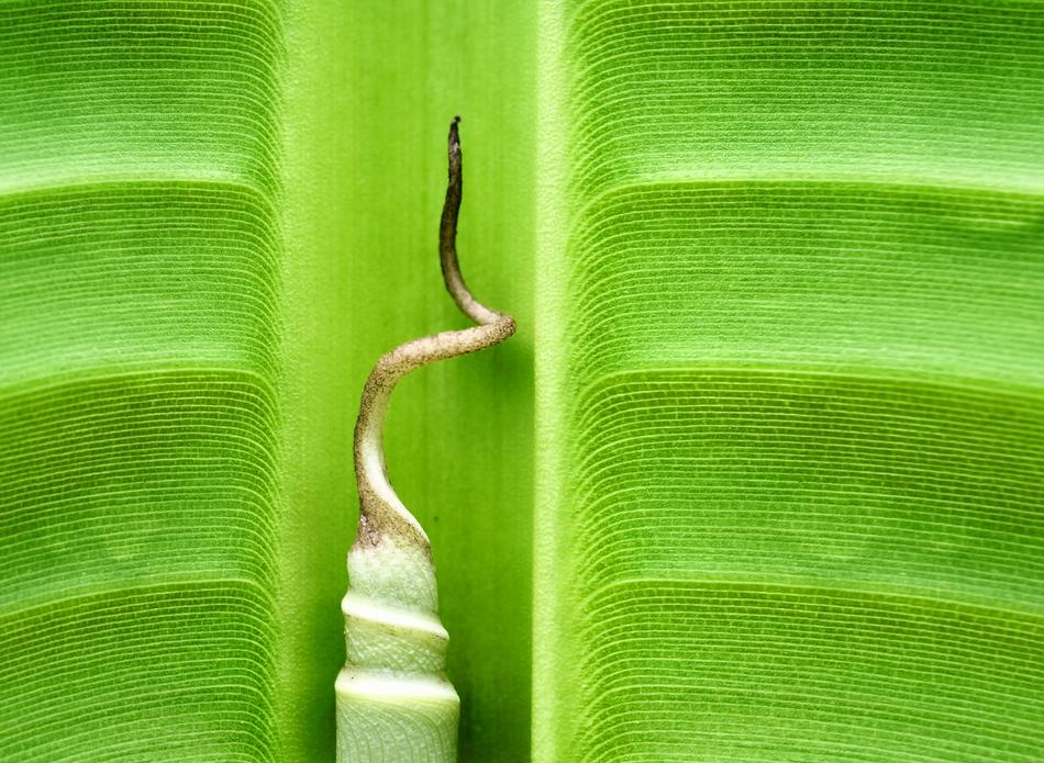 sprout on green banana leaf close up