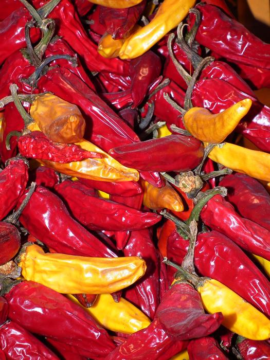 Close-up of the beautiful, shiny, red, yellow and orange Hungarian paprika peppers with twigs